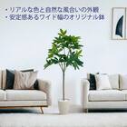 フェイクグリーン(パキラ 120cm グレー) 5枚目画像