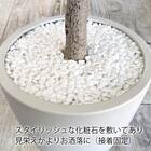 フェイクグリーン(パキラ 120cm グレー) 6枚目画像