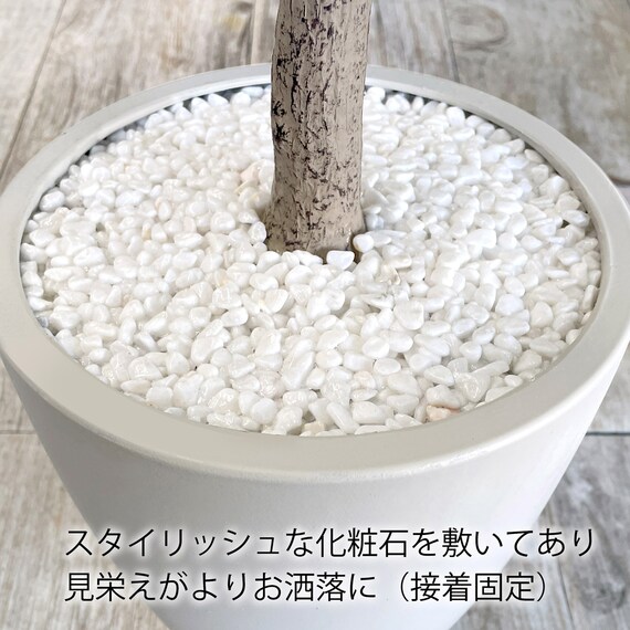 フェイクグリーン(パキラ 120cm グレー) 6枚目画像