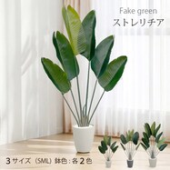 フェイクグリーン(ストレチリア)