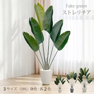 フェイクグリーン(ストレチリア)
