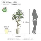 光触媒フェイクグリーン エバーフレッシュ Sサイズ(高さ120cm) 9枚目画像