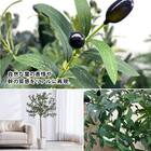 光触媒フェイクグリーン オリーブ SSサイズ(高さ90cm) 4枚目画像