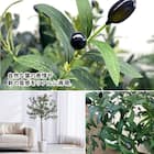 光触媒フェイクグリーン オリーブ SSサイズ(高さ90cm) 4枚目画像