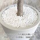 光触媒フェイクグリーン オリーブ SSサイズ(高さ90cm) 6枚目画像