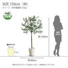 光触媒フェイクグリーン オリーブ SSサイズ(高さ90cm) 10枚目画像