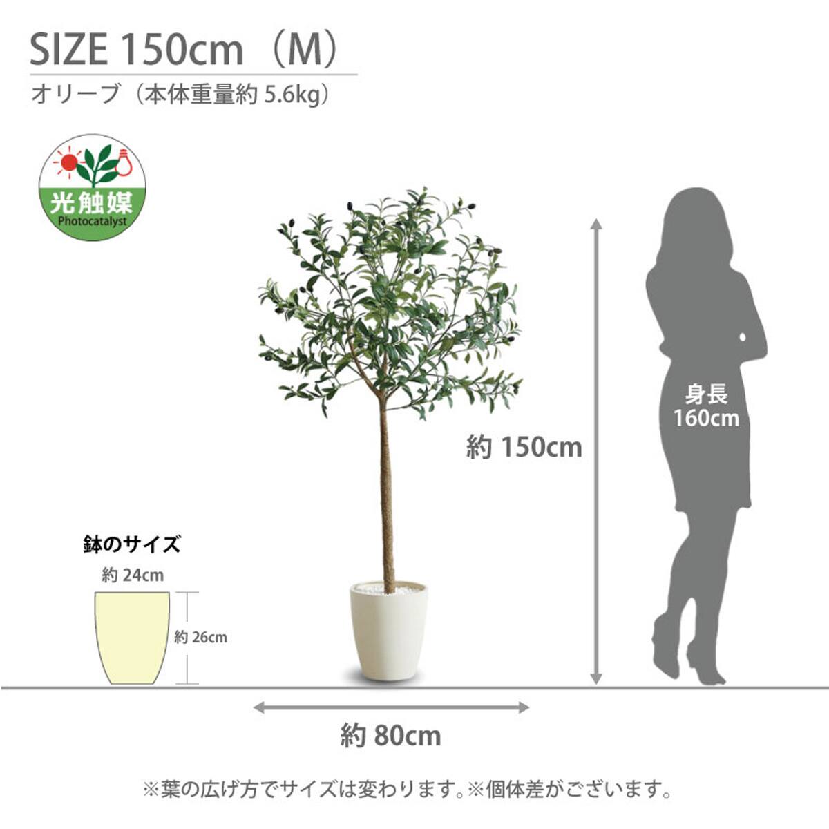 光触媒フェイクグリーン オリーブ Mサイズ(高さ150cm) | ニトリネット