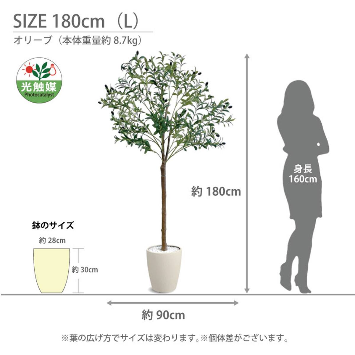 光触媒フェイクグリーン オリーブ Lサイズ(高さ180cm) | ニトリネット