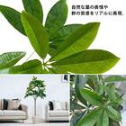 光触媒フェイクグリーン パキラ SSサイズ(高さ90cm) 4枚目画像
