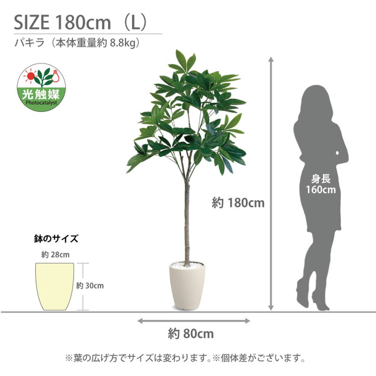 光触媒フェイクグリーン パキラ Mサイズ(高さ150cm) | ニトリネット