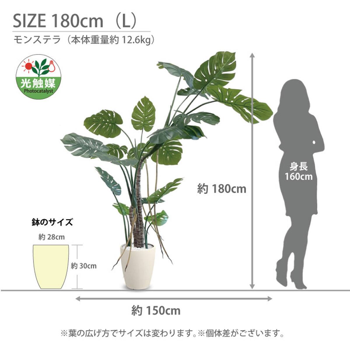 光触媒フェイクグリーン モンステラ Sサイズ(高さ120cm) | ニトリ