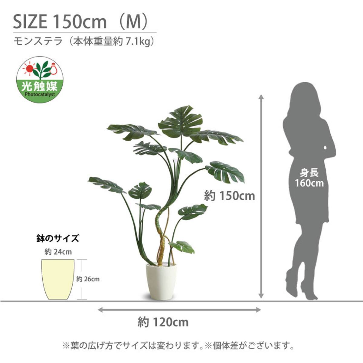 光触媒フェイクグリーン モンステラ Mサイズ(高さ150cm) | ニトリ