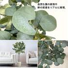 光触媒フェイクグリーン ユーカリ Sサイズ(高さ120cm) 4枚目画像