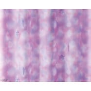 (1枚入り)ディズニーレース プリンセスSTL PU