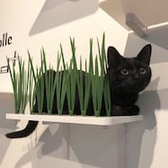 キャットステップanimacolle(キャットグラス)