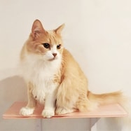 カラーキャットステップ(幅45cm CATROAD+)