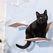 キャットステップキット