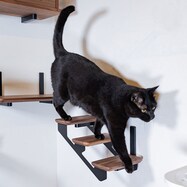 WNキャットラダー(左上がり)