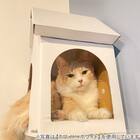 キャットステップanimacolle用　爪とぎキャットハウス（ホワイト×レッド） 4枚目画像