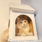 キャットステップanimacolle用 爪とぎキャットハウス(ホワイト×レッド) 4枚目画像