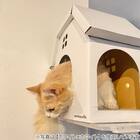 キャットステップanimacolle用 爪とぎキャットハウス(ホワイト×レッド) 5枚目画像