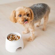 高さがある 早食い防止食器(SSサイズ)