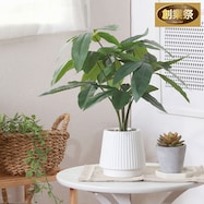 スタイリッシュなフェイクグリーン(パキラ セラミックポット)【期間限定価格:11/27~1/5まで】