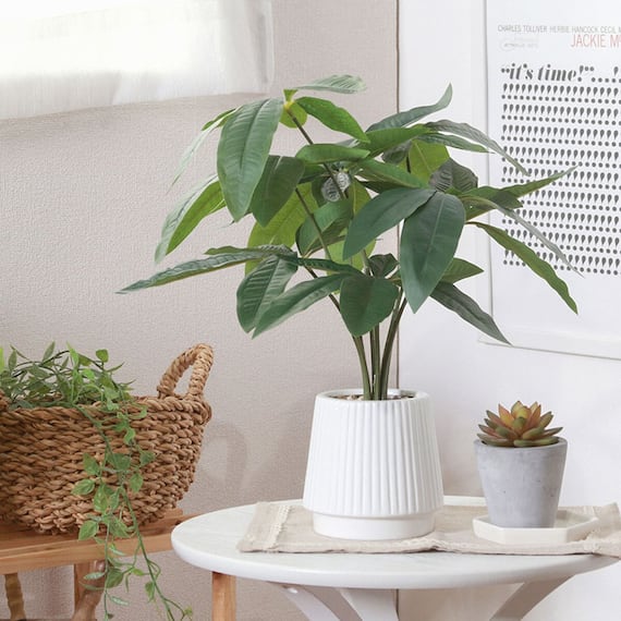 スタイリッシュなフェイクグリーン(パキラ セラミックポット) 1枚目画像