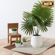 高貴な印象のフェイクグリーン(パナマソウ セラミックポット)【期間限定価格:11/27~1/5まで】