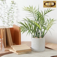 爽やかな印象のフェイクグリーン(テーブルヤシ ペーパーポット)【期間限定価格:11/27~1/5まで】