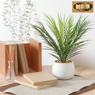 爽やかな印象のフェイクグリーン(ヤシ セラミックポット)【期間限定価格:11/27~1/5まで】