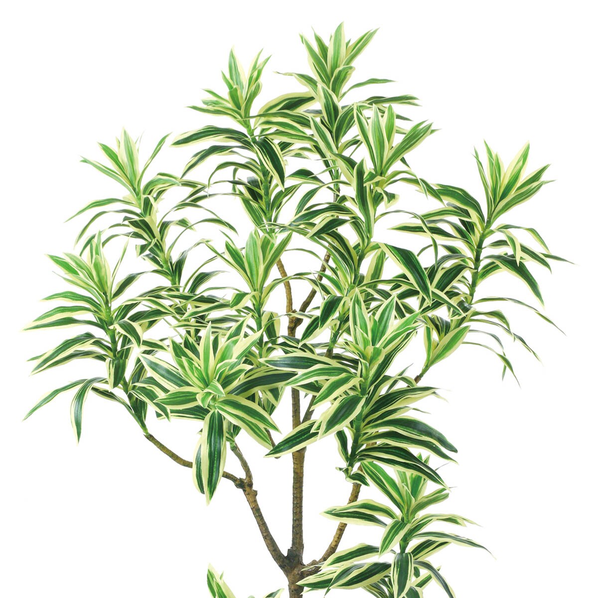 フェイクグリーン(高さ120cm ドラセナインディア BRL) | ニトリネット