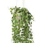 フェイクグリーン(ハンキングポット GLA-1570 ペペロミア) 2枚目画像