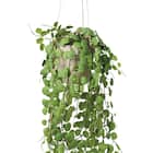 フェイクグリーン(ハンキングポット GLA-1570 ペペロミア) 2枚目画像