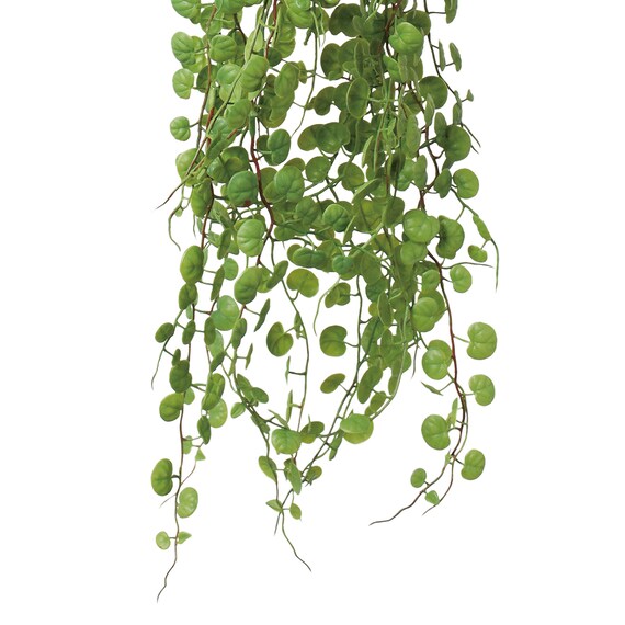 フェイクグリーン(ハンキングポット GLA-1570 ペペロミア) 3枚目画像