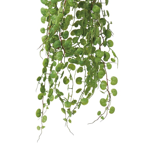 フェイクグリーン(ハンキングポット GLA-1570 ペペロミア) 3枚目画像