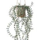 フェイクグリーン(ハンキングポット GLA-1571 ディスキディア) 2枚目画像