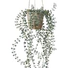 フェイクグリーン(ハンキングポット GLA-1571 ディスキディア) 2枚目画像