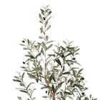 フェイクグリーン(高さ180cm オリーブ GLP-1561) 2枚目画像