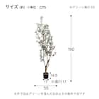 フェイクグリーン(高さ180cm オリーブ GLP-1561) 5枚目画像