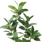 フェイクグリーン(高さ150cm フィカスアルテシマ GLP-1569) 2枚目画像