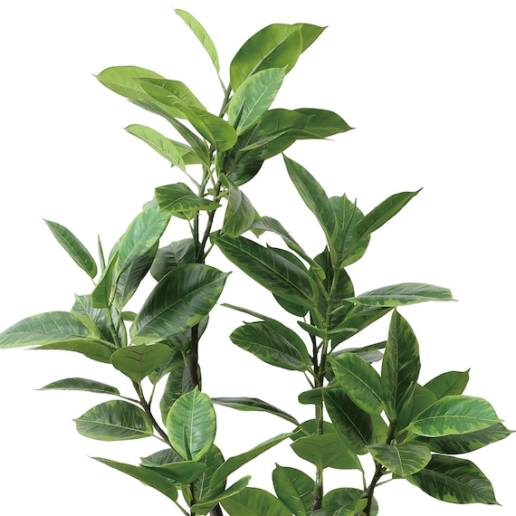 フェイクグリーン(高さ150cm フィカスアルテシマ GLP-1569) 2枚目画像