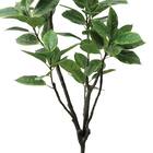 フェイクグリーン(高さ150cm フィカスアルテシマ GLP-1569) 3枚目画像