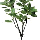 フェイクグリーン(高さ150cm フィカスアルテシマ GLP-1569) 3枚目画像