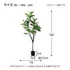 フェイクグリーン(高さ150cm フィカスアルテシマ GLP-1569) 5枚目画像