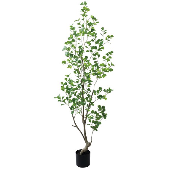 フェイクグリーン(高さ180cm フィカストライアンギュラス GLP-1570) 1枚目画像