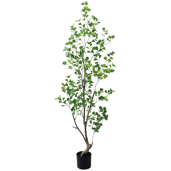 フェイクグリーン(高さ180cm フィカストライアンギュラス GLP-1570) 1枚目画像