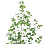 フェイクグリーン(高さ180cm フィカストライアンギュラス GLP-1570) 2枚目画像