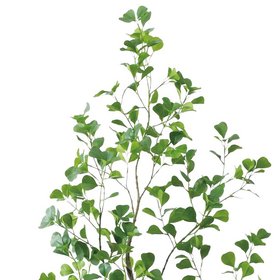 フェイクグリーン(高さ180cm フィカストライアンギュラス GLP-1570) 2枚目画像