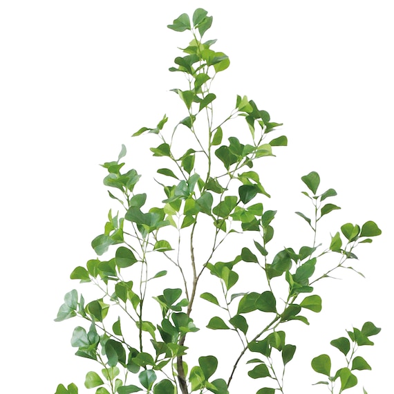 フェイクグリーン(高さ180cm フィカストライアンギュラス GLP-1570) 2枚目画像